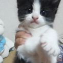 7月１日うまれで、かわいいです。