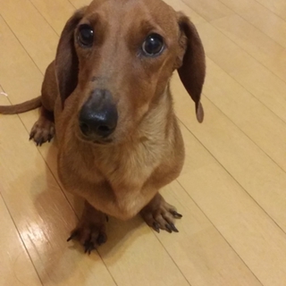 ミニチュアダックスフンド