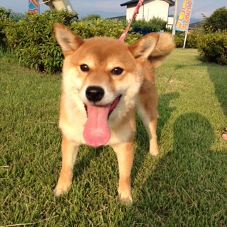 おとなしく賢い純血柴犬「ログくん」２才！