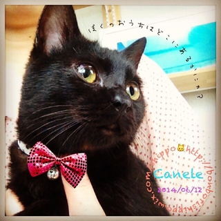 甘党こにゃんこず☆ゴロスリ黒猫♂カヌレ