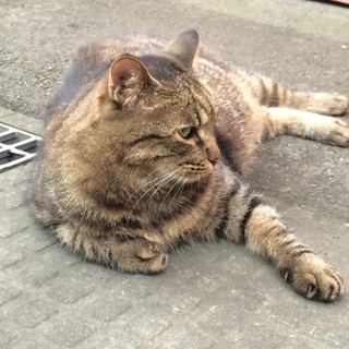 捨てられても人間が大好きなてっちゃん