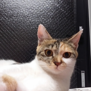 ミケコ☆美人な三毛猫ちゃん.:*:・'°☆
