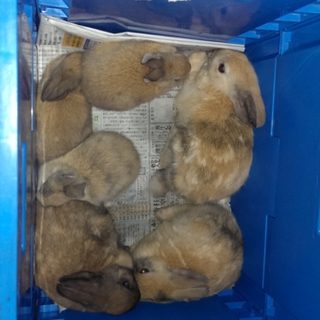 ミニウサギの赤ちゃん生まれました！