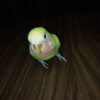 コザクラインコの雛です