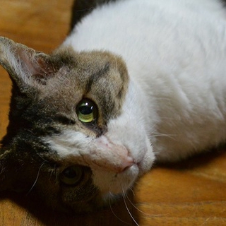 人間大好き、甘えん坊お膝乗り猫