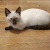 可愛いシャムネコ色の女の子 サムネイル4