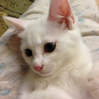 被災仔猫オッドアイのれい