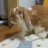 【再募集】ウサギ　ロップイヤー　オス　2歳 サムネイル2