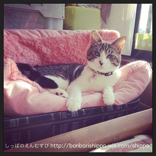 甘党こにゃんこず☆美猫♂クッキー