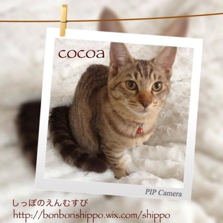 甘党こにゃんこず☆ふわふわココア♀