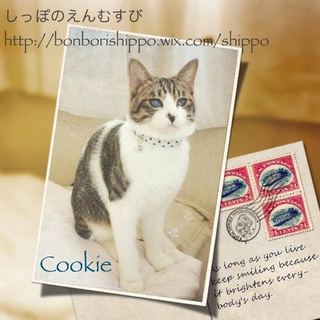 甘党こにゃんこず☆目のハンデも問題なし！♂クッキー