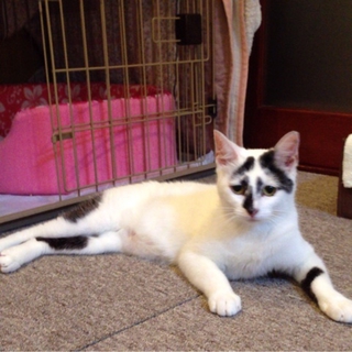 神秘的なお顔立ち　静かで甘えん坊はんにゃんちゃん