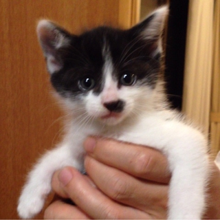 静かで甘えん坊の子猫　チャームポイントは？