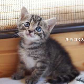 キジトラ4兄妹