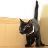 黒の子猫　ジャンプ君里親募集 サムネイル2