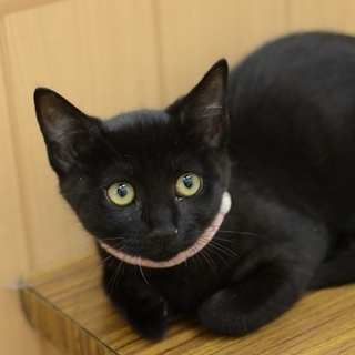 黒猫　子猫のステップちゃん　里親募集