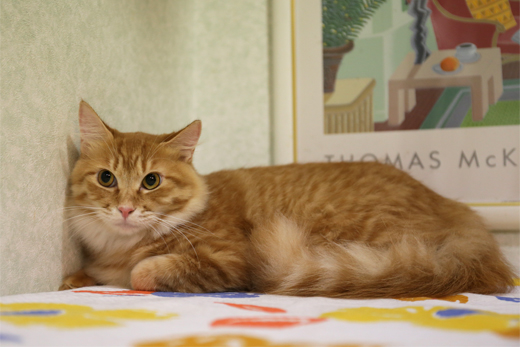 茶トラ（半長毛）1歳の若猫さん」神奈川県 - 猫の里親募集(43878) 1枚