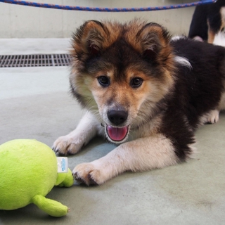 フワフワで元気いっぱいな子犬エルフ