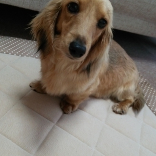 1才のダックスです!!