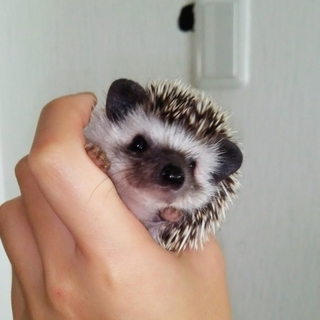 ハリネズミのベビー女の子