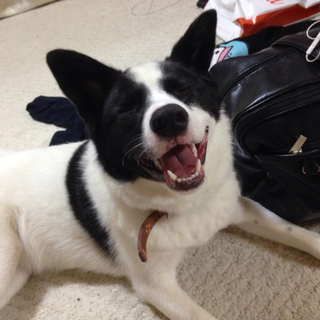 ボーダコリー  ８ヶ月