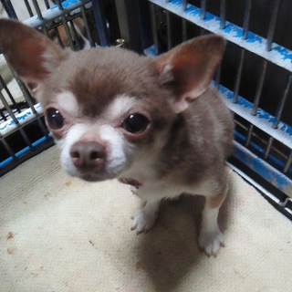 モカ♂（仮）チワワ風【収容期限切れ犬】