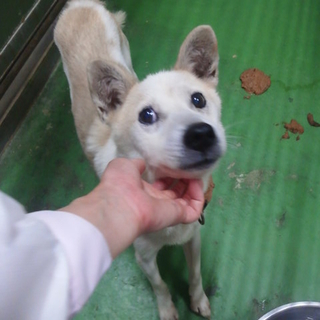 えりんぎ♂（仮）【収容期限切れ犬】