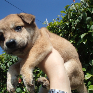 生後1.5ヶ月の元気いっぱいの兄妹犬たちです