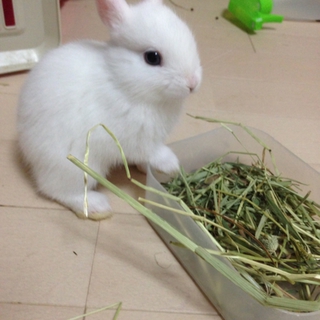 まっしろうさちゃんです(^ ^)