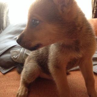 自宅で産まれました☆里親さん大募集中★