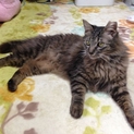 棄て猫ハリーくん家猫修行中