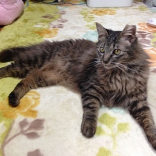 棄て猫ハリーくん家猫修行中