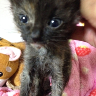 小さな仔猫の兄妹