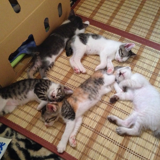 仔猫達の里親様を探しています