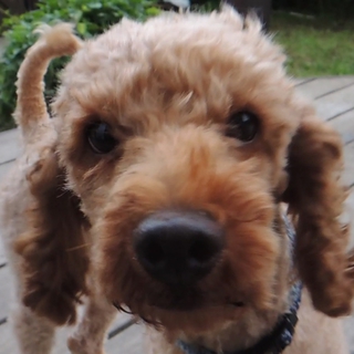 虐待犬・他犬猫OK・べったり甘えん坊・理解ある方に
