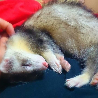 生後4か月のまだまだ幼いフェレットです！