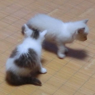 可愛い子猫たちです。