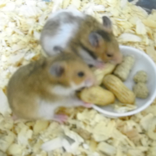 ゴルハムの子ハム１匹里親さん探しています