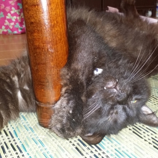 飼い主さんが末期癌になり緊急募集！！
