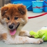 名前のとうりフワフワモコモコなモーフ君 サムネイル4