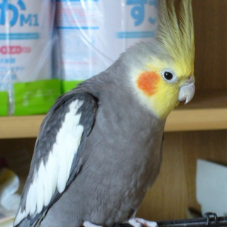 オカメインコ　多数のご応募ありがとうございました。