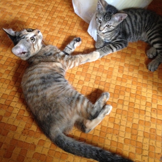 マヨとメイ生後4カ月弱の仲良し兄妹（動画有）