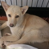 臆病で可愛い子犬ちゃん里親さん募集 サムネイル2