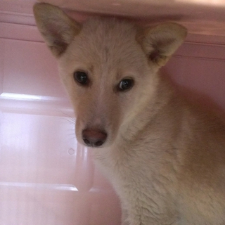 臆病で可愛い子犬ちゃん里親さん募集