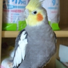 オカメインコ　多数のご応募ありがとうございました。 サムネイル2