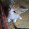 茶トラかわいい子猫です サムネイル5
