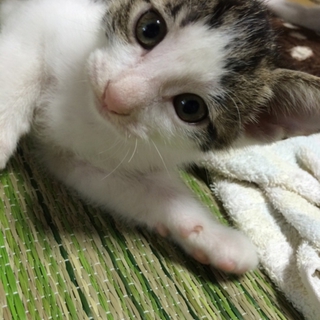 としちゃんです