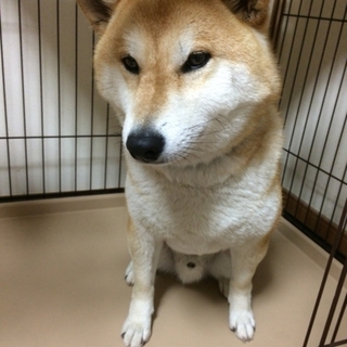 柴犬 3歳 男の子です