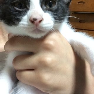 めがねちゃんです