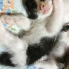 めがねちゃんです サムネイル2